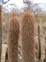 Haageocereus versicolor