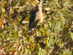 Urocolius indicus transvaalensis