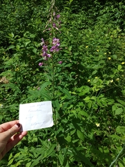 Chamaenerion angustifolium