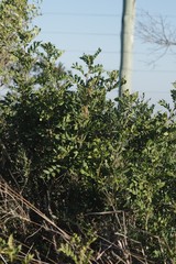 Hippobromus pauciflorus