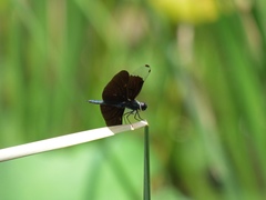 Rhyothemis fuliginosa