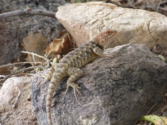 Sceloporus bimaculosus