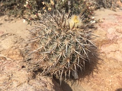 Eriosyce islayensis