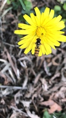 Episyrphus balteatus