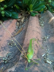 Acrometopa italica