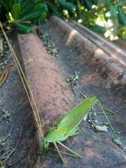 Acrometopa italica