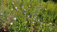 Cichorium intybus
