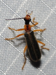 Podabrus brunnicollis