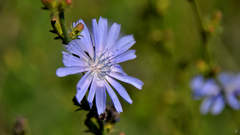 Cichorium intybus