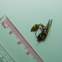 Delta campaniforme campaniforme