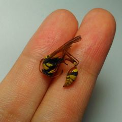 Delta campaniforme campaniforme