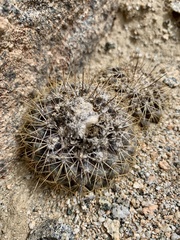 Copiapoa humilis variispinata