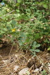 Coronilla coronata