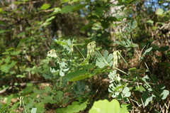 Coronilla coronata
