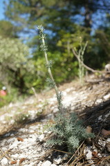 Seseli dichotomum