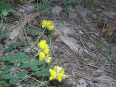 Argyrolobium biebersteinii