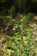 Silphiodaucus hispidus