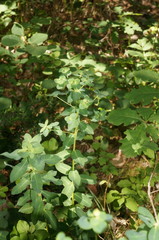 Euphorbia tauricola