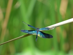 Rhyothemis fuliginosa