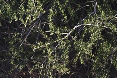 Azima tetracantha