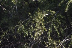 Azima tetracantha