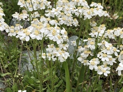 Achillea erba-rotta