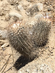 Oreocereus hempelianus