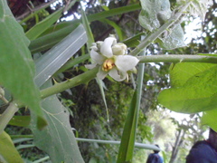 Solanum hirtum