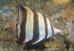 Chelmonops truncatus