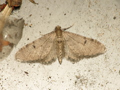 Eupithecia indigata