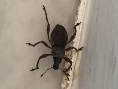 Metapocyrtus adspersus