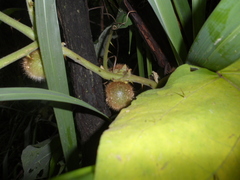 Solanum hirtum