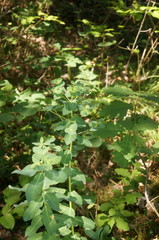 Euphorbia tauricola