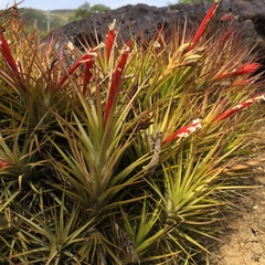 Tillandsia caulescens
