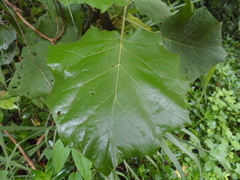 Solanum hirtum