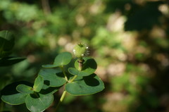 Euphorbia tauricola