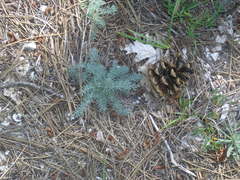Seseli dichotomum