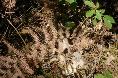 Pteridium tauricum
