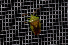 Elasmostethus nubilus