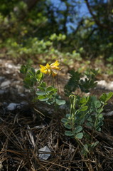 Coronilla coronata