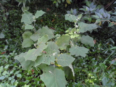 Solanum hirtum