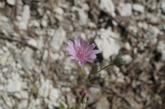 Crepis purpurea