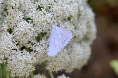 Celastrina argiolus