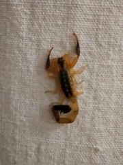 Uroplectes fischeri