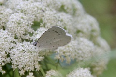 Celastrina argiolus