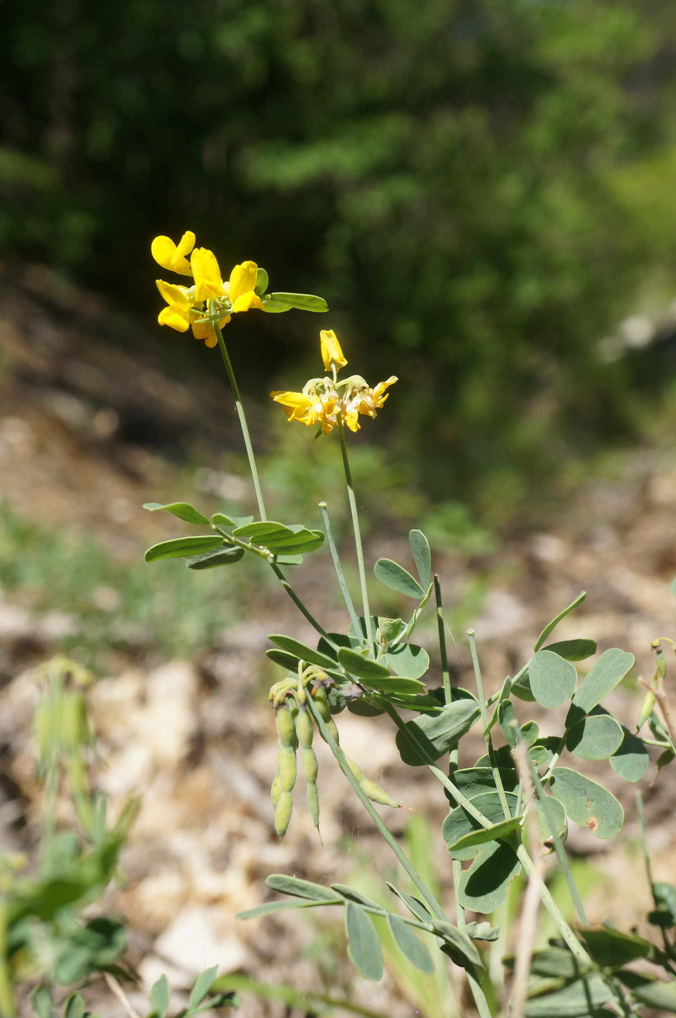 Coronilla coronata
