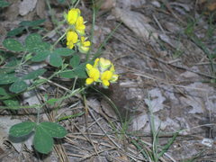 Argyrolobium biebersteinii