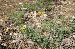 Coronilla coronata