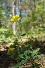 Argyrolobium biebersteinii