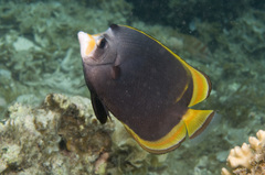 Chaetodon flavirostris